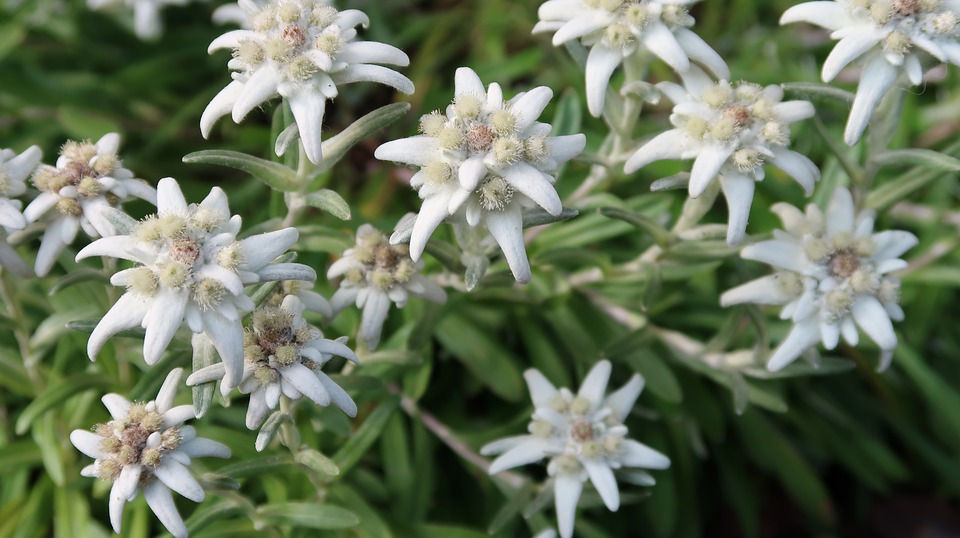 Raselli Bio Bergkräutertee mit Edelweiss 15 x 1,5g
