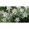 Raselli Bio Bergkräutertee mit Edelweiss 15 x 1,5g